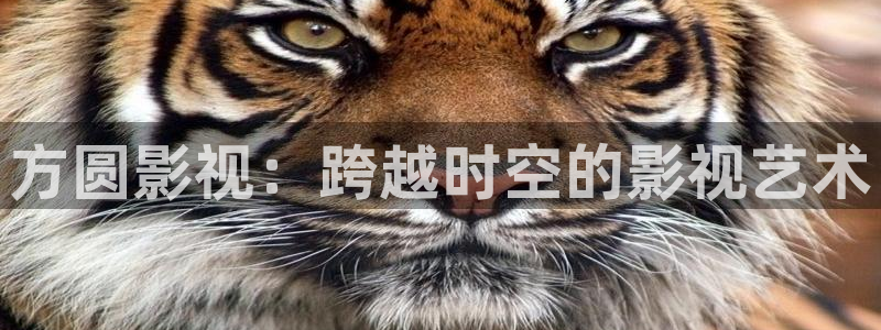 鲁鲁影院免费观看电视剧电影窝窝：方圆影视：跨越时空的影视艺术